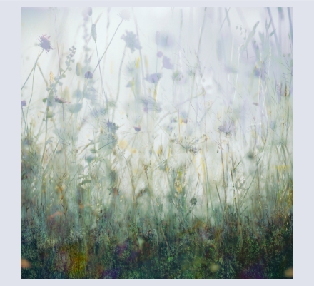 Jo Stephen - Artist and Photographer based in Winterborne Stickland, Dorset