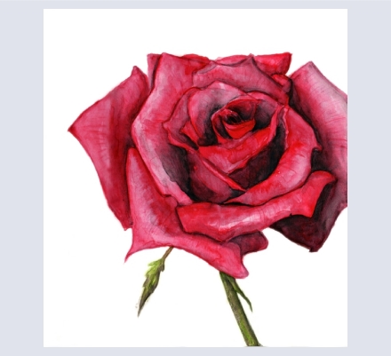 Jennifer Richardson - Artist, Illustrator and Photographer based in Richmond, North Yorkshire