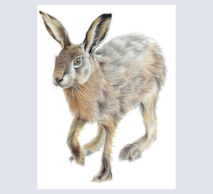 Jasmine Smart Fine Art - Artist and Illustrator based in Trowbridge, Wiltshire