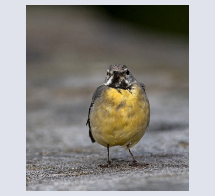 pdkimages - Photographer based in Glossop, Derbyshire
