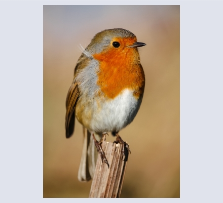 Claire Shrapnel - Photographer based in Wells, Somerset