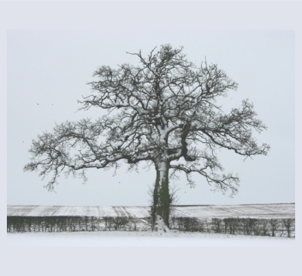 Sue Gutteridge - Photographer based in Taunton, Somerset
