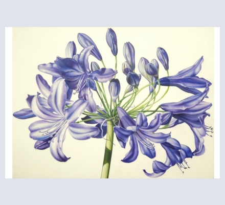 Gemma Swan Studio - Artist based in Penzance, Cornwall