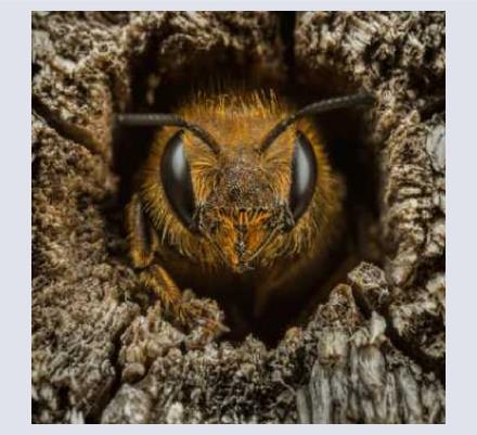 Ed Phillips - Photographer based in Bishops Wood, Staffordshire