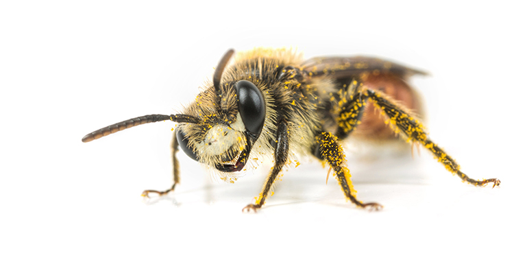 Male Red-girdled Mining Bee