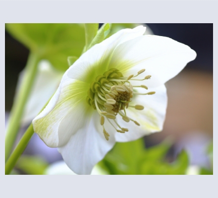 Rumyana Whitcher - Artist and Photographer based in Yeovil, Somerset