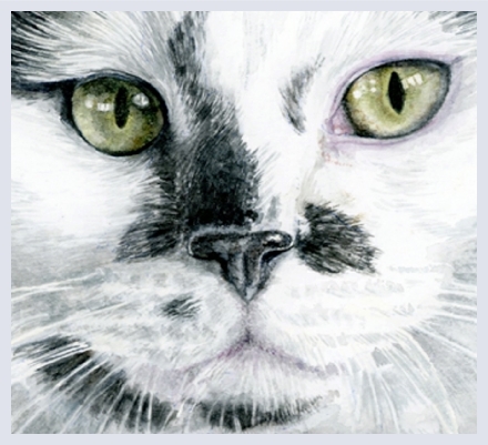 Beverley Sweetman - Artist, Illustrator and Photographer based in Caddington, Bedfordshire