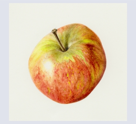 susanpenelope - Artist based in Wooburn Green, Buckinghamshire