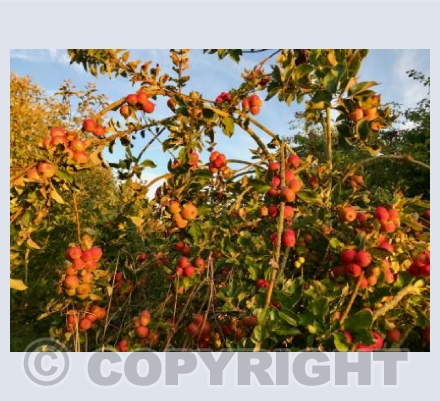 Shipton Gorge autumn apples