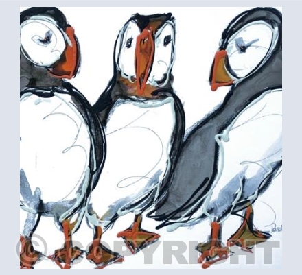 A Circus Of Puffins 