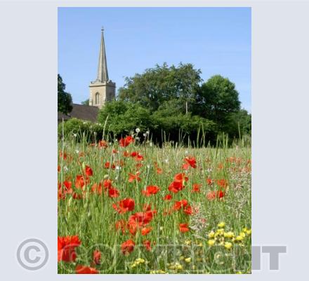 Church poppies