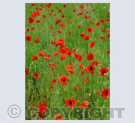 Poppies