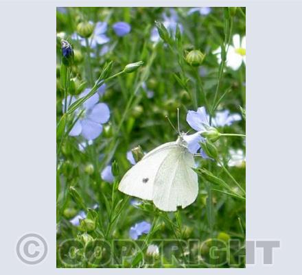 White butterfly