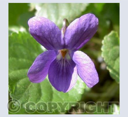 Wild Violet