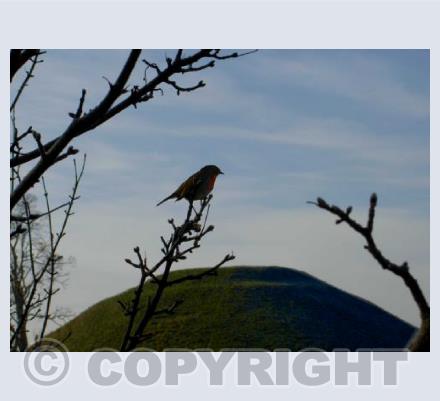 Robin, Silbury Hill