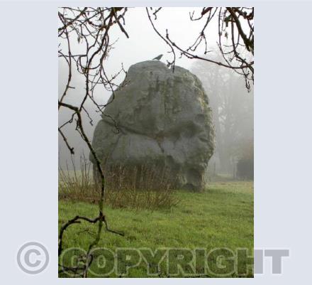 Avebury Jackdaw