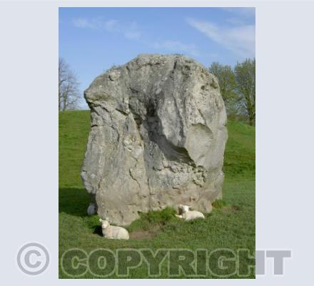 Avebury sheep