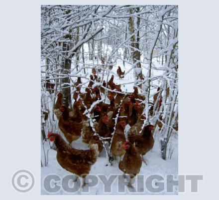 Snowy hens