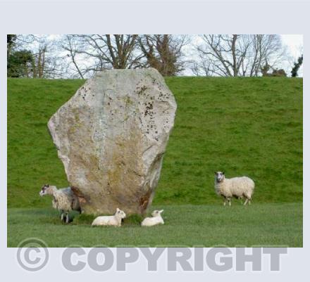 Avebury Sheep