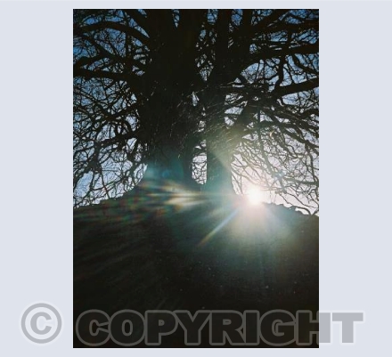 Avebury Beech Trees