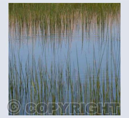 Marazion Marshes - Time Lapse