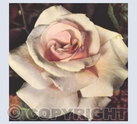 Ophelia