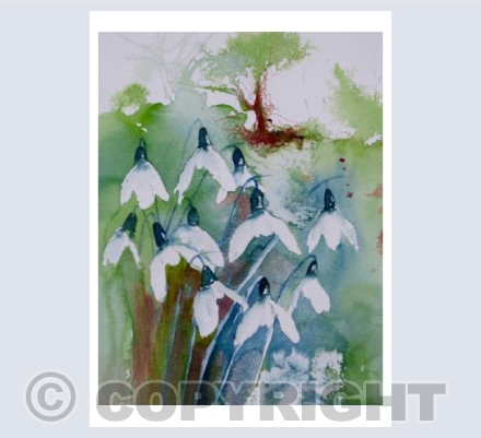 Snowdrops: harbingers of Spring