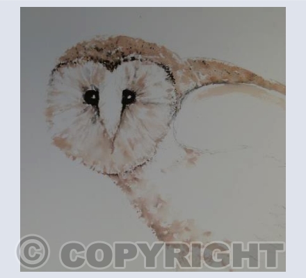 The staring barn owl