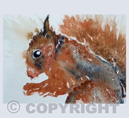 Red Squirrel