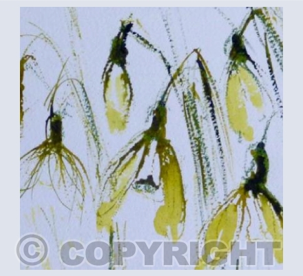 Five Snowdrops