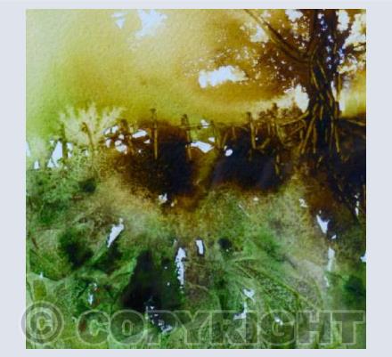 Dawn light through the tree