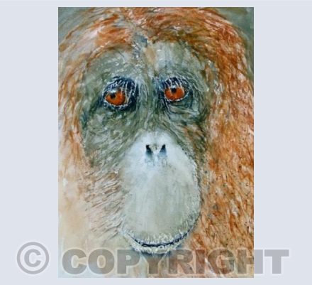 Female orangutan