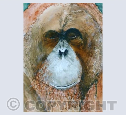 Male orangutan