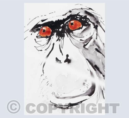 Chimpanzee face