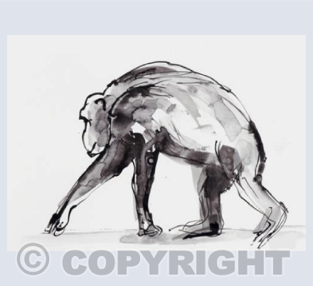 Chimp on the move