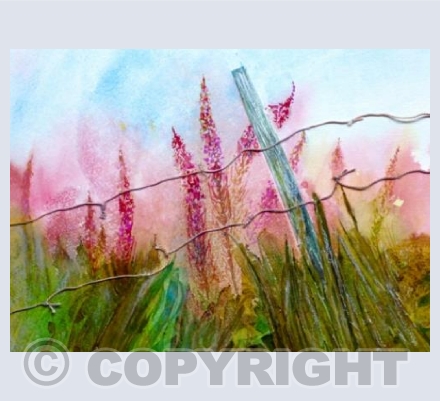 Rosebay willow herb in the field