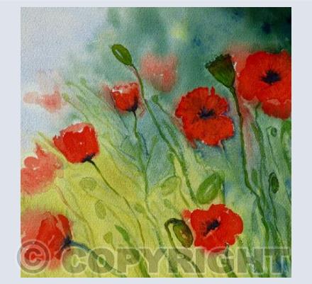 Red poppies