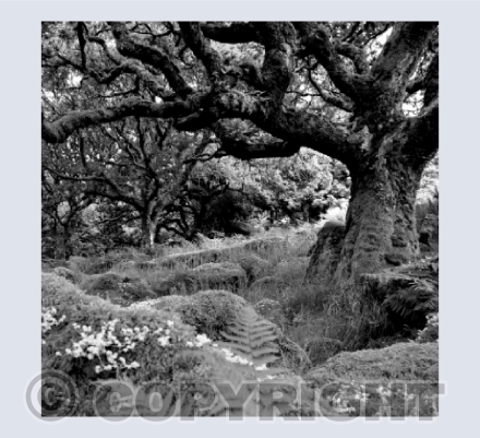 Wistman's Wood 1