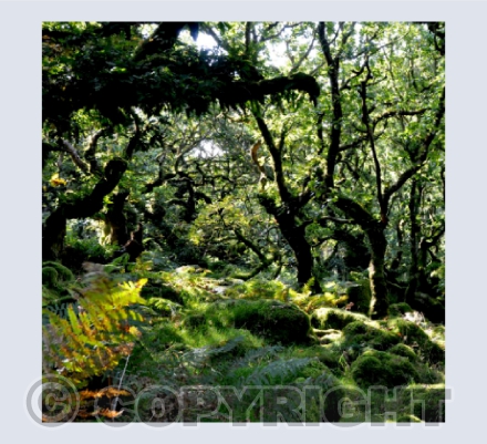 Wistman's Wood 6