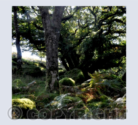Wistman's Wood 5