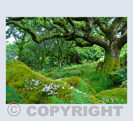 Wistman's Wood 7