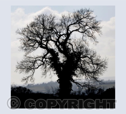 Oak 1