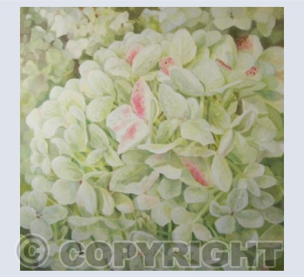 Green Hydrangeas