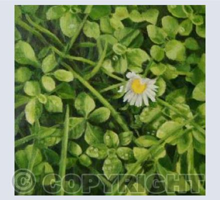 Daisy and Clover