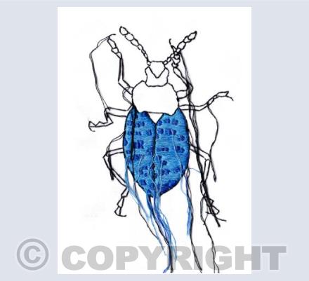 Beetle