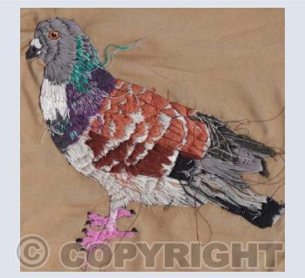Cauchois Pigeon