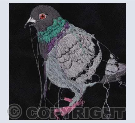 Pigeon
