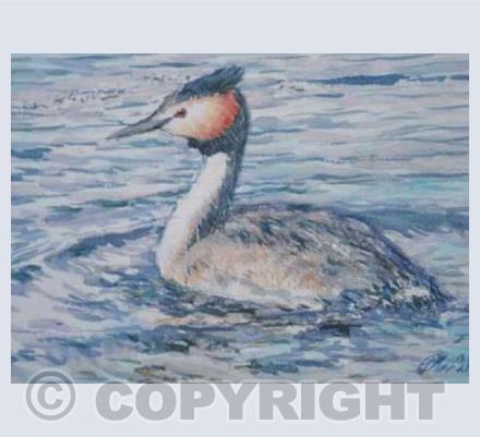 Great crested grebe