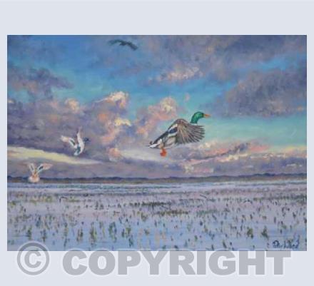 Mallards rising