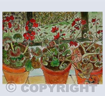 Geraniums In The Green House